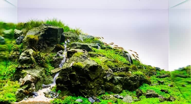 Natuurlijke Aquascape