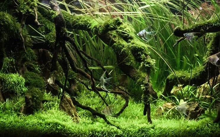 Geplant Tank