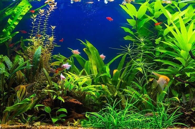 Water blauweregen
