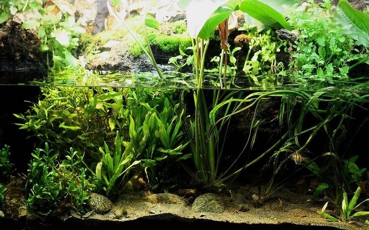 Paludarium Overzicht