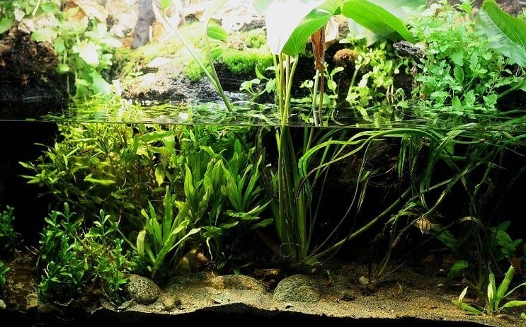 De definitieve gids voor het maken van een paludarium (tank, planten en suggesties voor gebouwen)