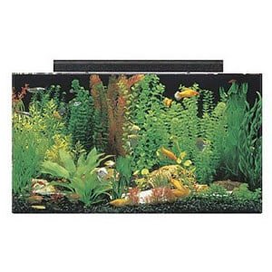50 gallon tank Ideaal voor een groot paludarium