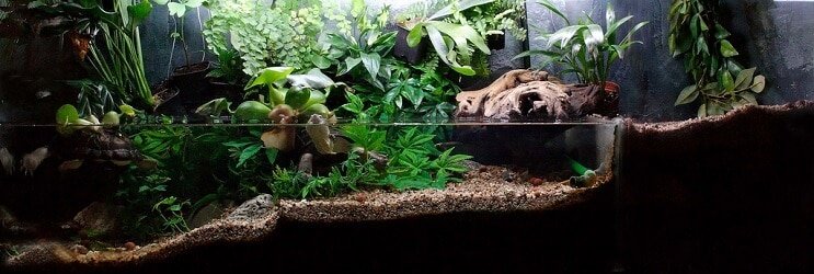 Paludarium planten