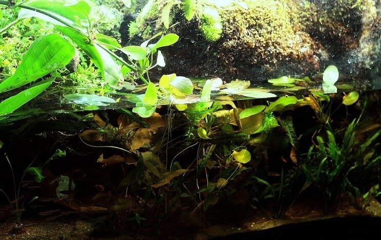Paludarium-opstelling