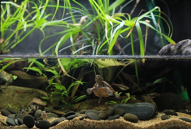 Paludarium Onderhoud