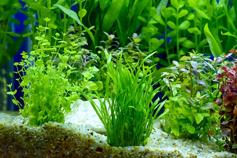 Beste planten voor betavissen