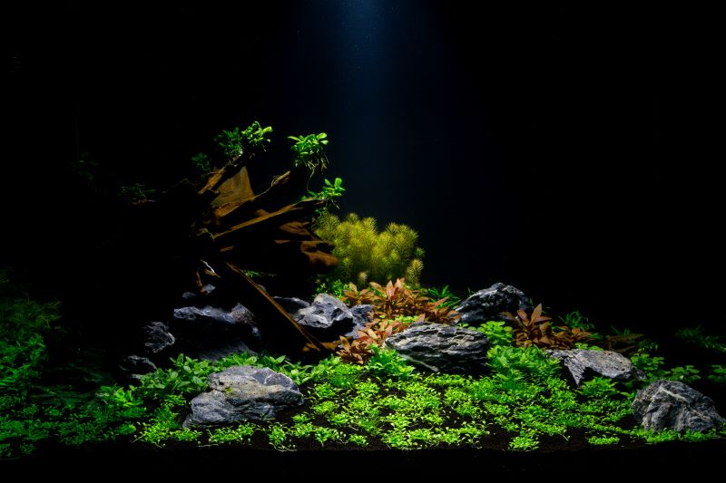 Beste planten voor betavissen