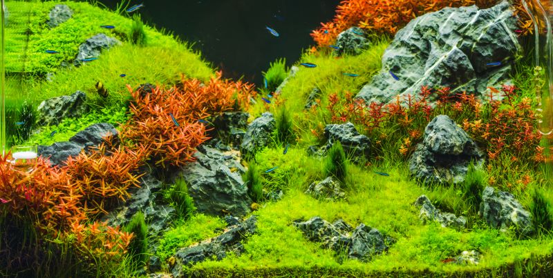 Beste planten voor betavissen