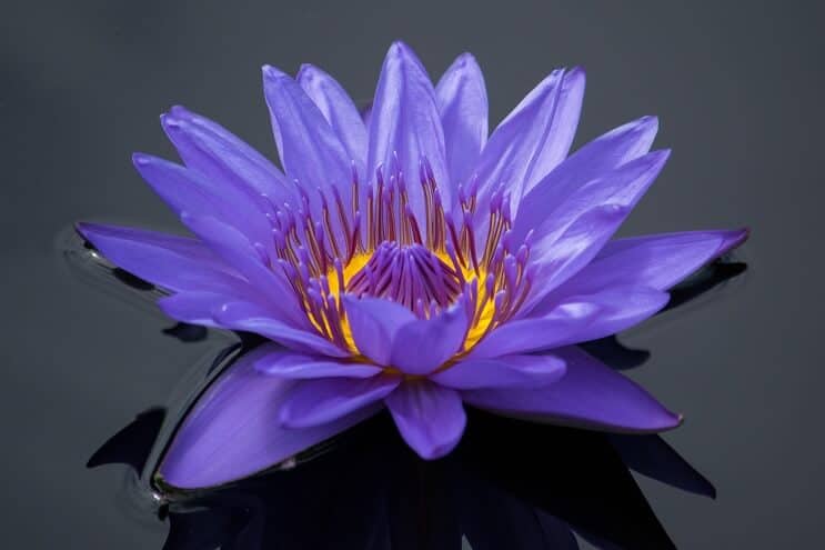 Purple Water Lily-uiterlijk