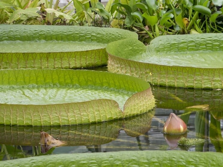 WaterLily zorg en onderhoud