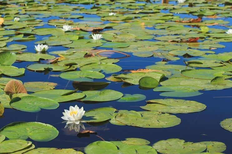 Waterlelie Voortplanting