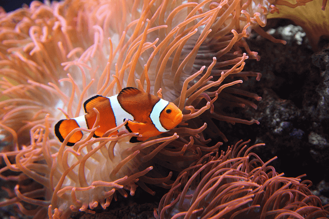 Ocellaris Anemoonvis