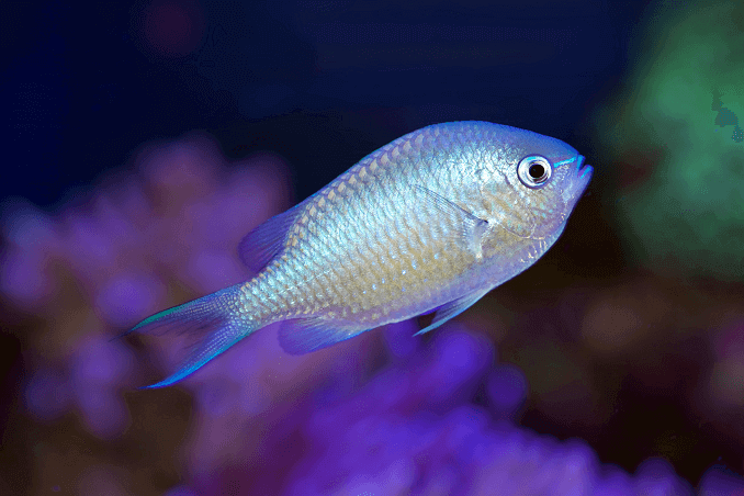 Blauwgroene Chromis