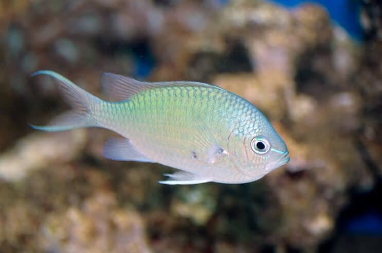 Groene Chromis