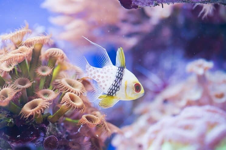 Pyjama Cardinalfish