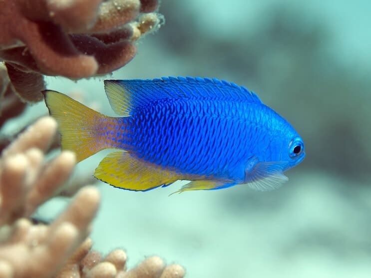 Saffier Damselfish