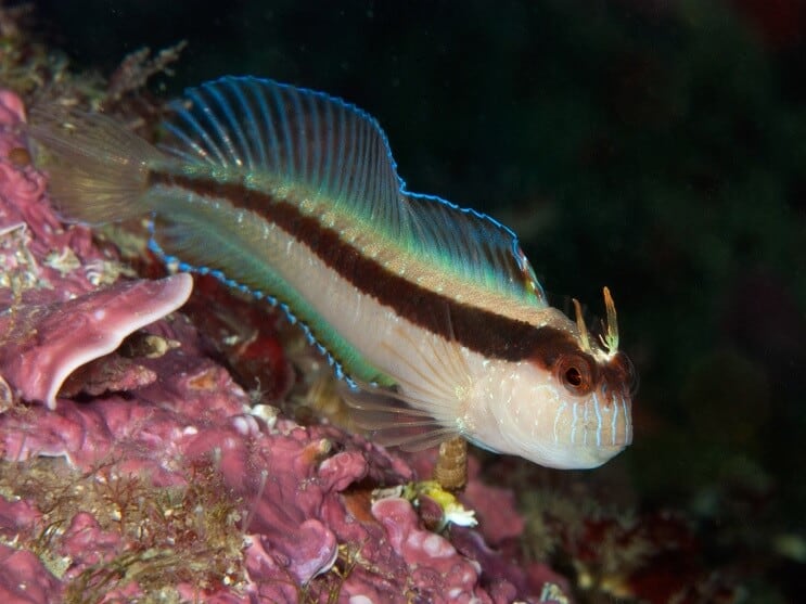 Witte Blenny