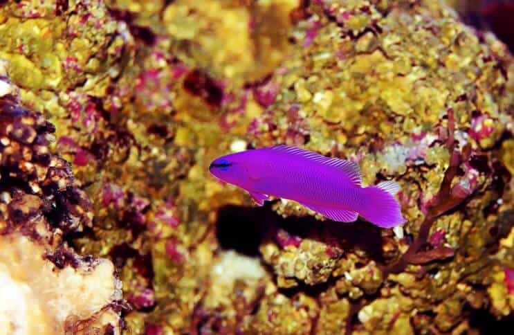 Orchidee Dottyback-vis