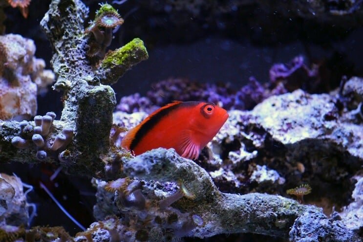 Vlam Hawkfish