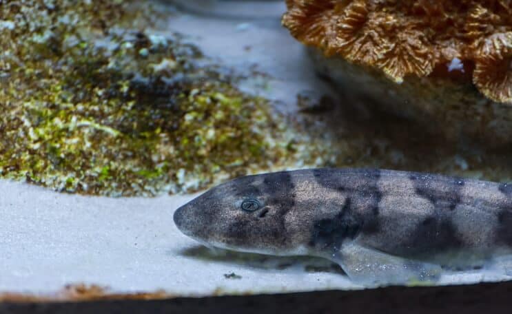 Bamboe Shark