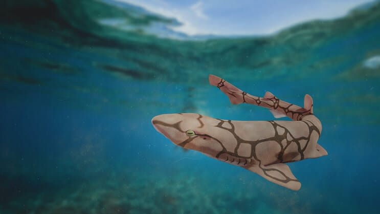 Ketting Cat Shark