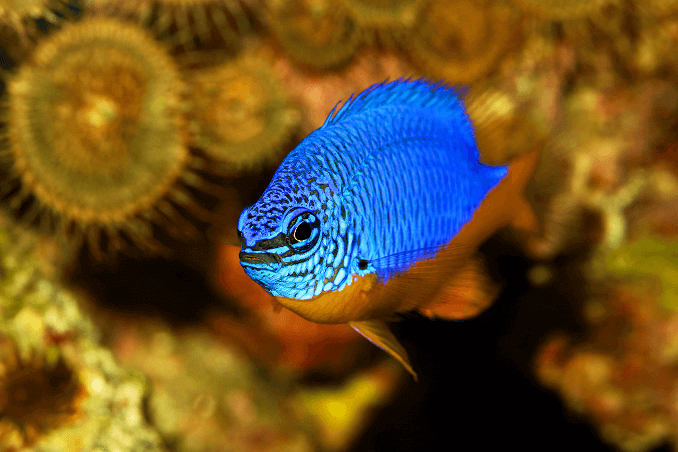 Azuurblauwe Damselfish