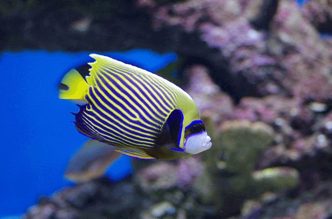 Volwassen keizer Angelfish