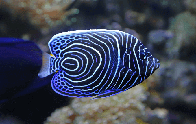 Juvenile keizer Angelfish