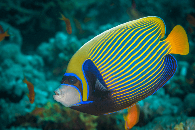 Keizer Angelfish Three