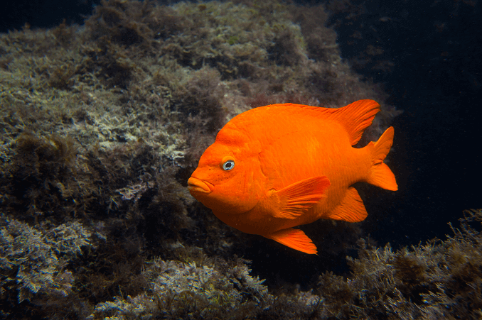 Garibaldi Fish: The California State Fish