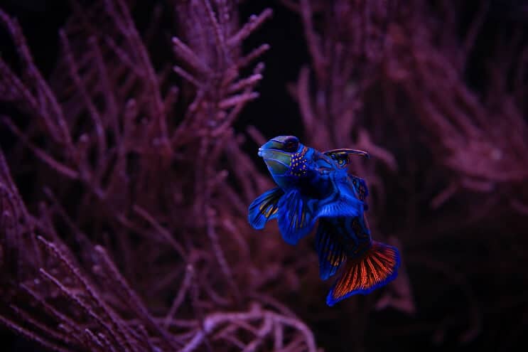 Mandarijn Dragonet