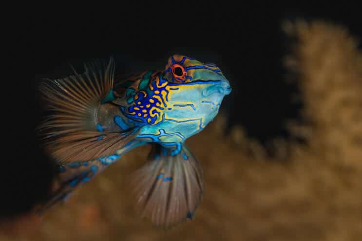Mandarijn In Aquarium