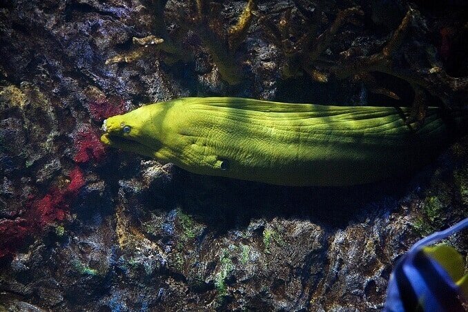 Groene murene