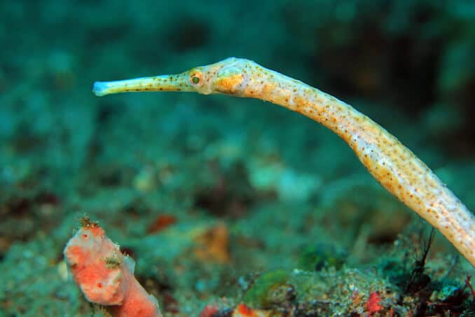 Pipefish soorten