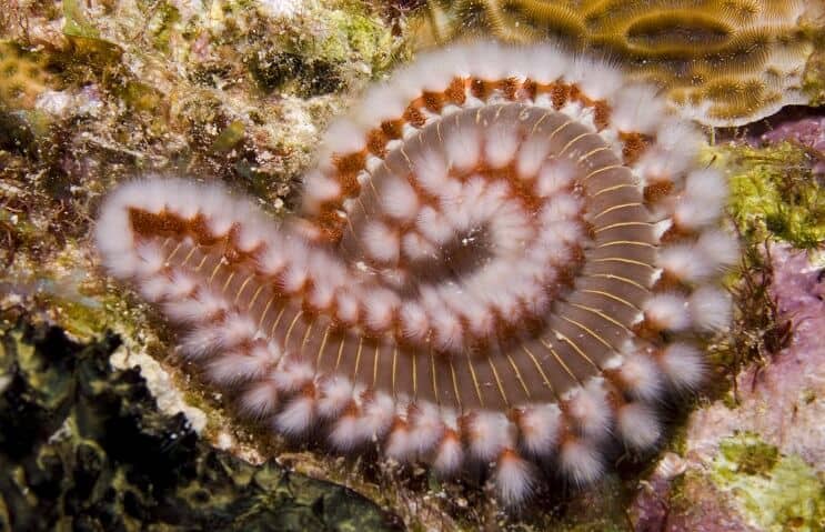 Borstelworm