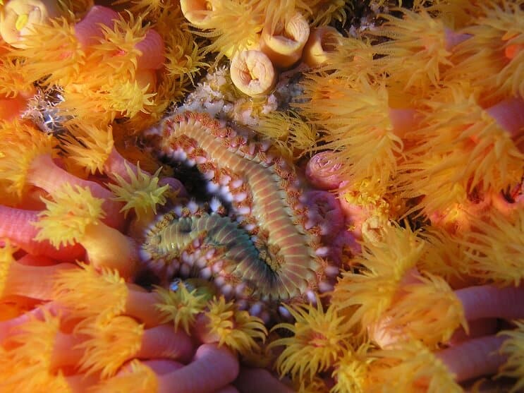 De Bearded Fireworm