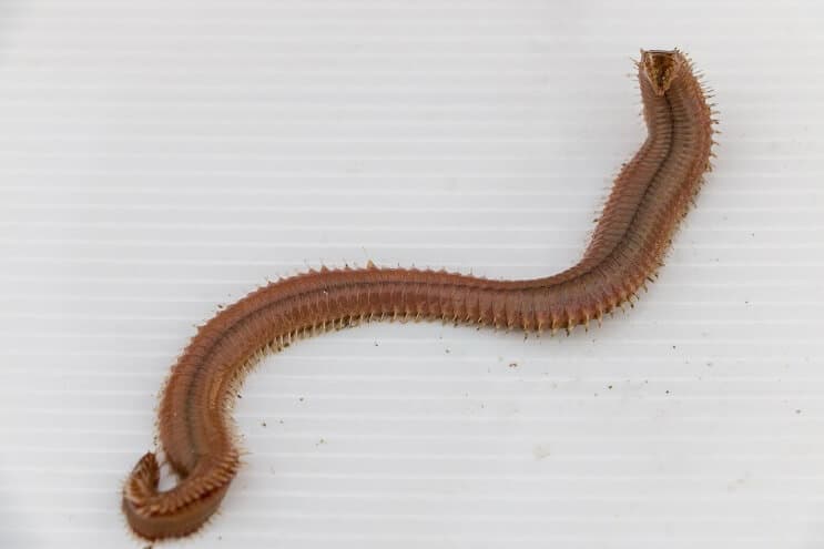 Goede borstelworm