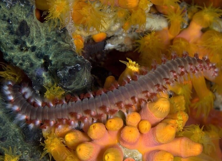 Varkenshaar Worm Close-up