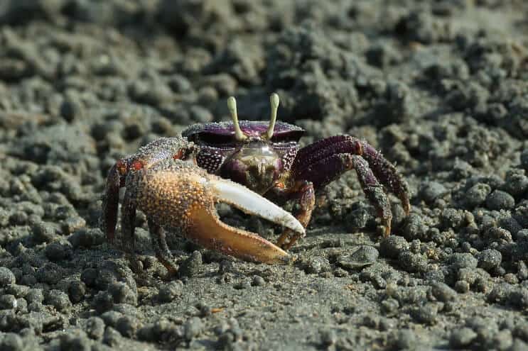 Mannelijke Purple Fiddler Crab