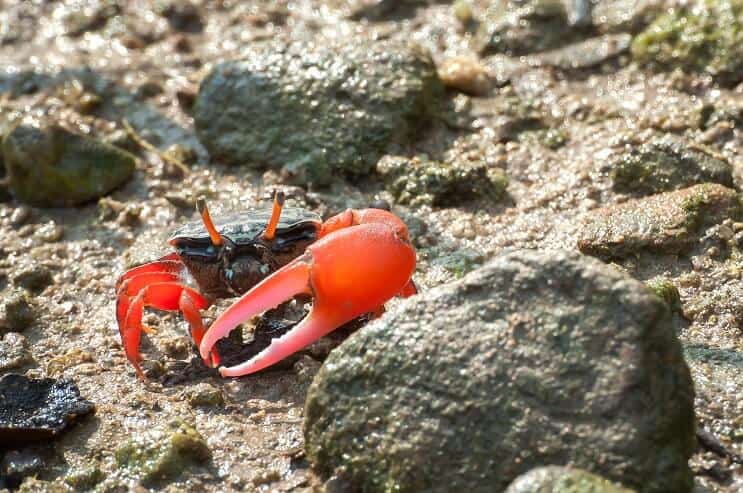 Red Clawed Fiddler Crab