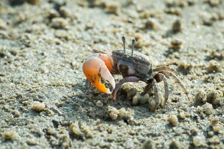 Mannelijke Fiddler Crab