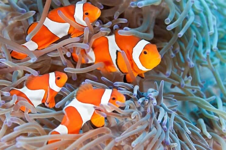 De definitieve onderhoudsgids voor clownvissen: is Nemo de vis voor jou?