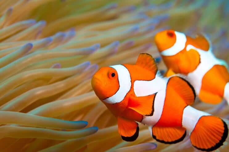Clownfish Uiterlijk