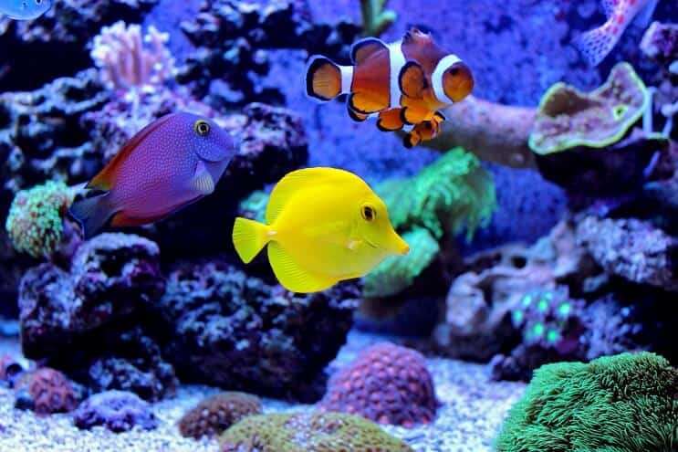 Anemoonvissen Tankmates