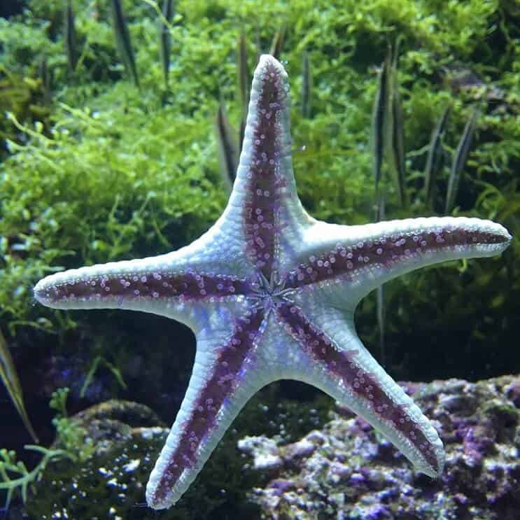 Starfish Tube Voeten