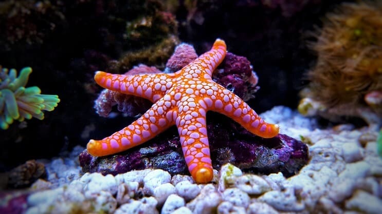 Sea Star in het aquarium